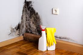 Professional Mold Remediation in Alamo, CA